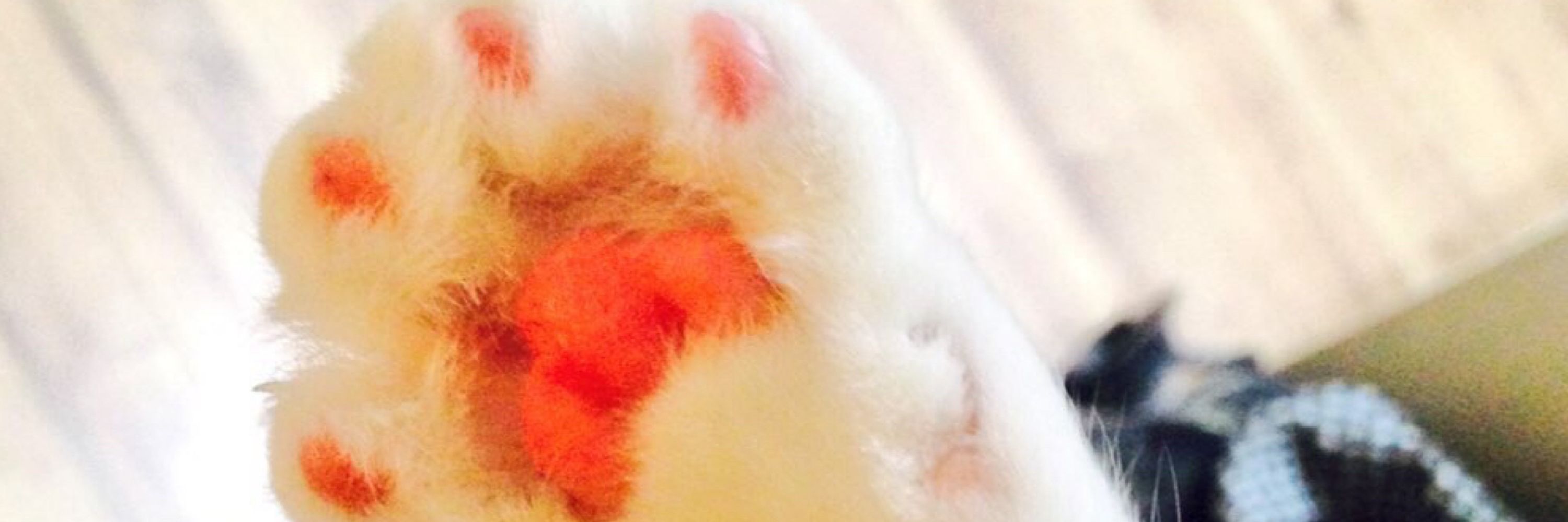 ねこのこ