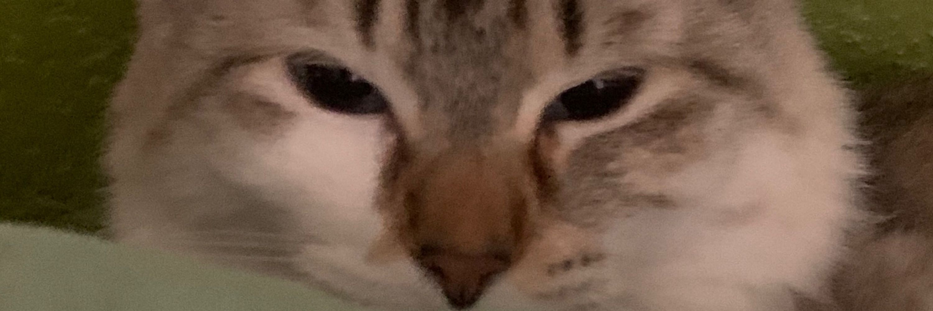 Pao