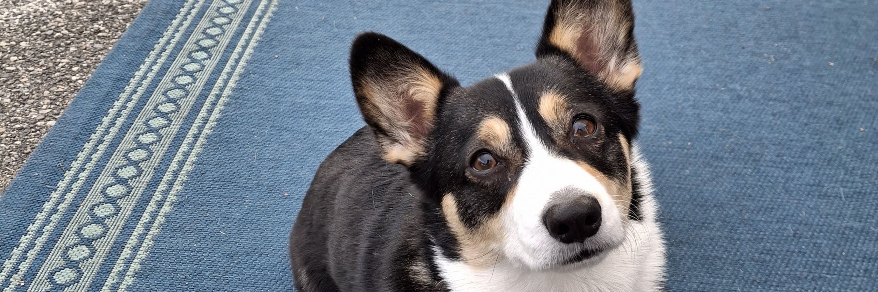 The Coffee Shop Corgi