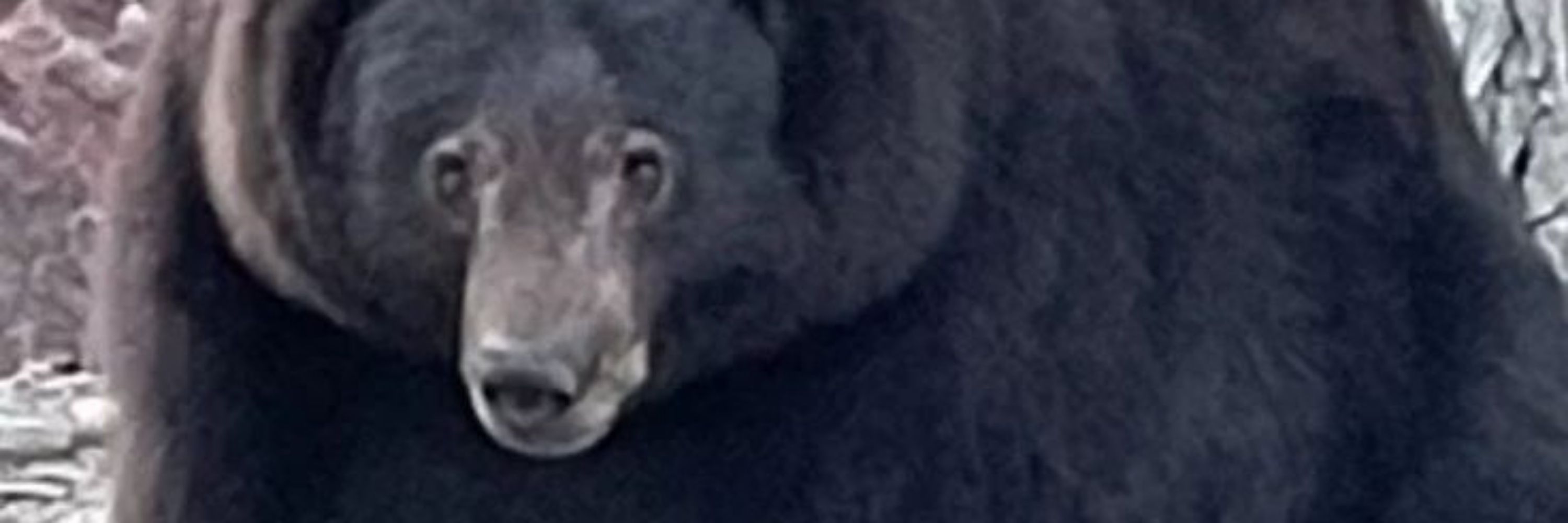 🐻RGBear🦖🐇🐉🦌🦇