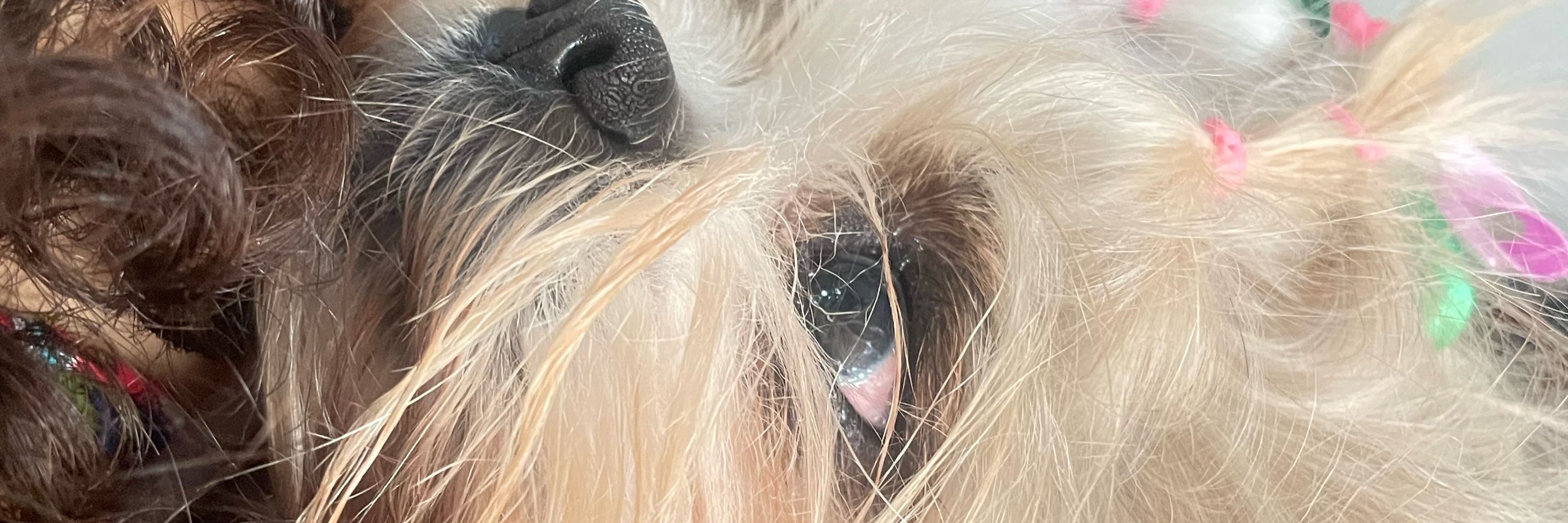 lilie
