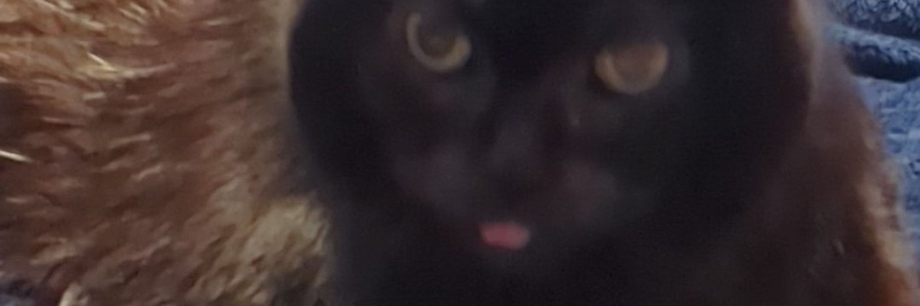 AngryPancake