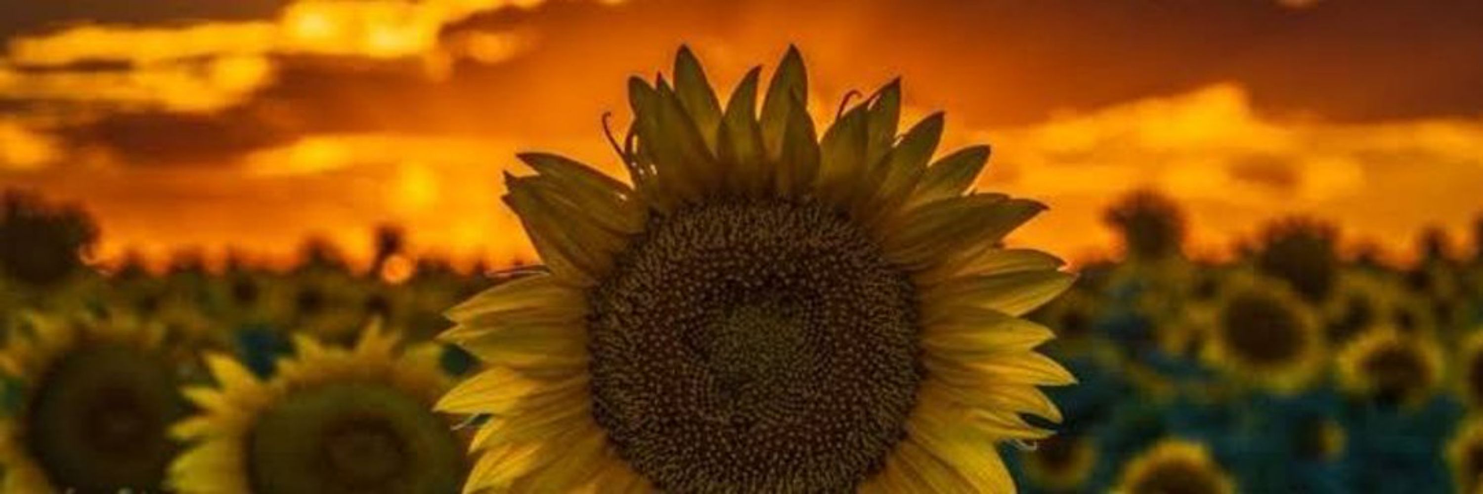 COISAS DA SUNFLOWER 🌻