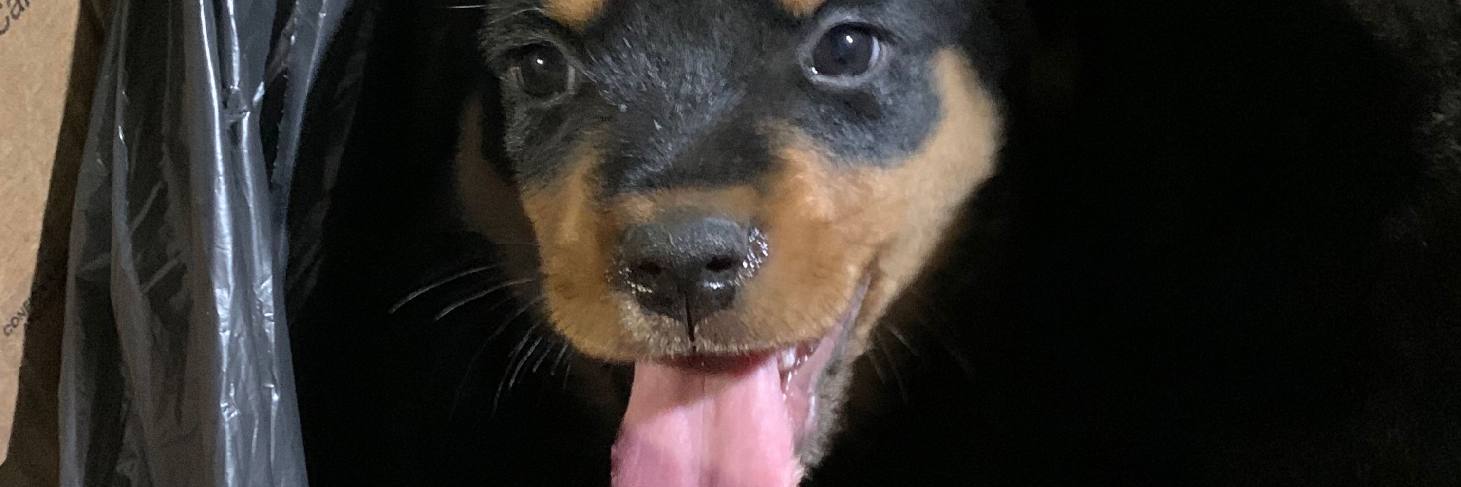 escobar 👺