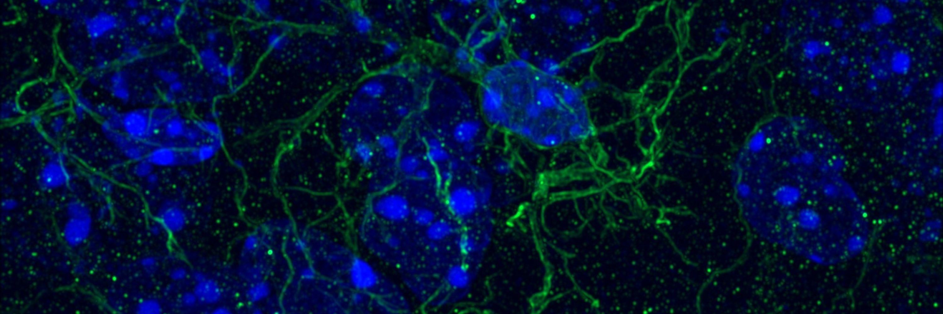 Janosch Heller 🧠🔬
