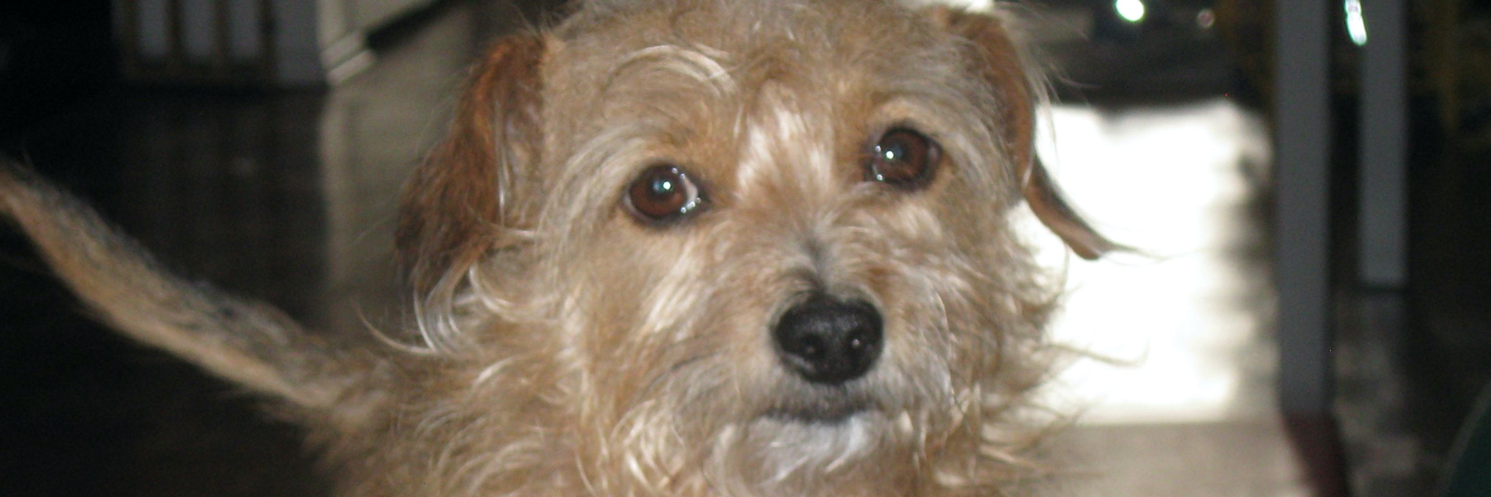 Mask Wearing Doggie