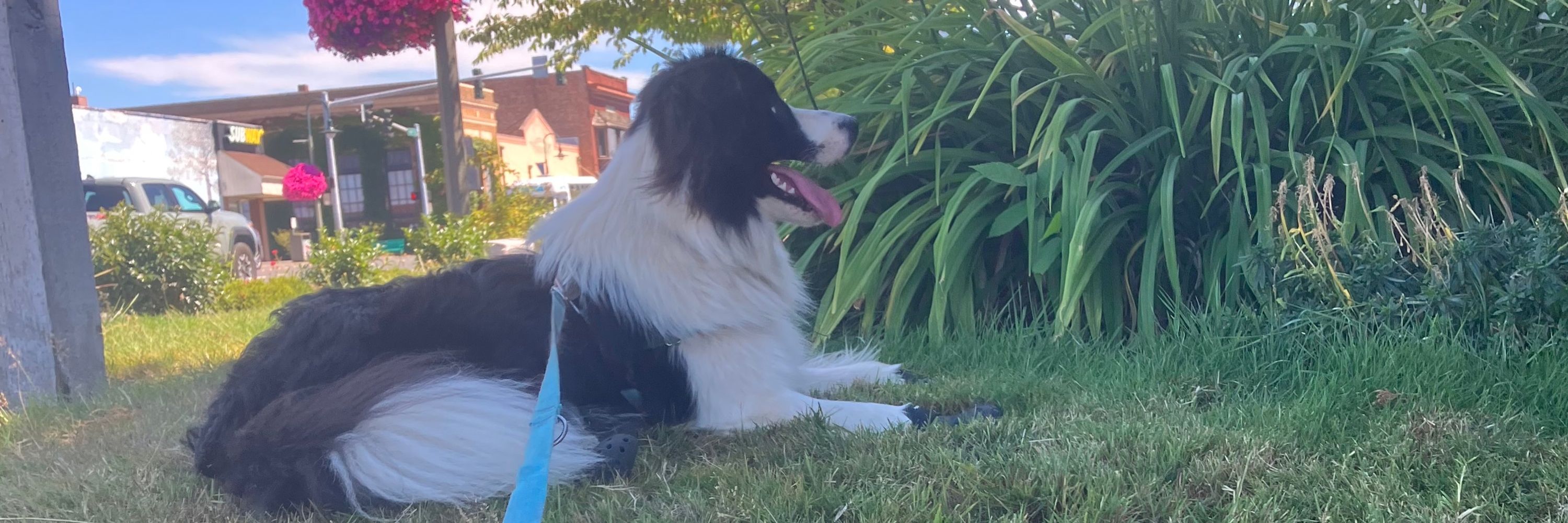 Beacon, Border Collie Service Puppy in Training