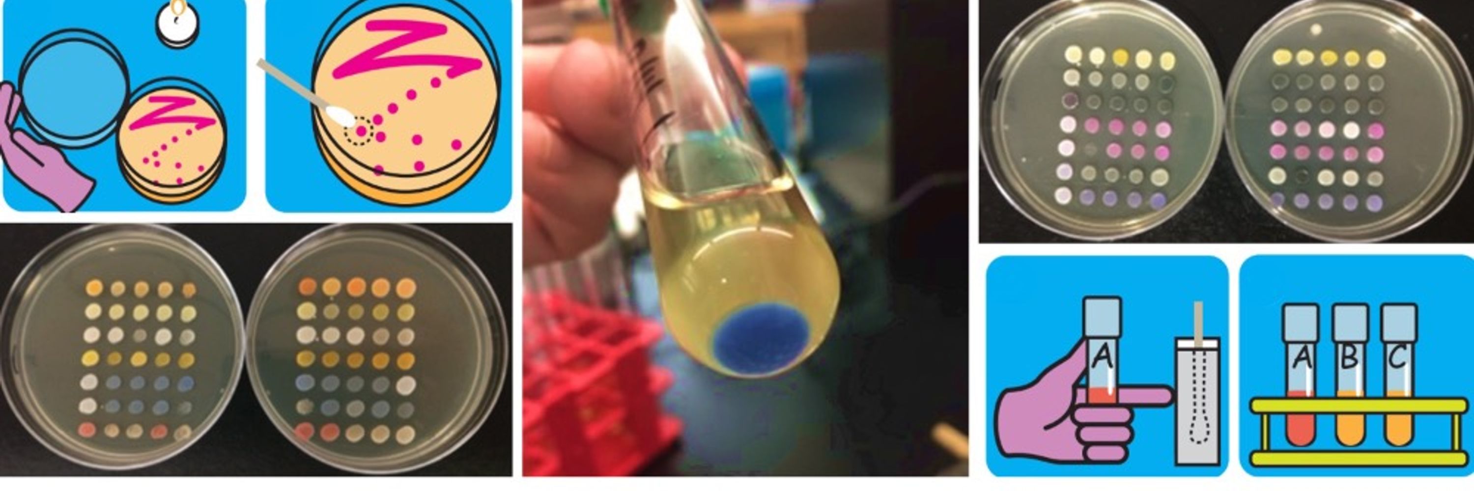 yEvo Lab