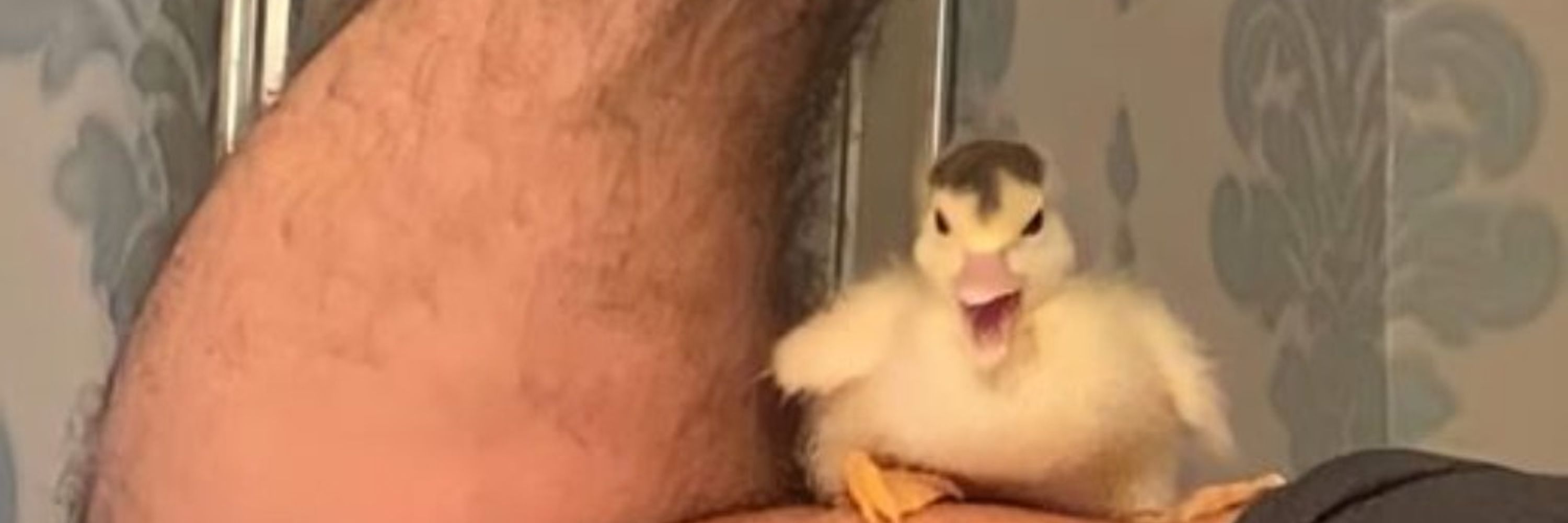 Marlow The Ducky