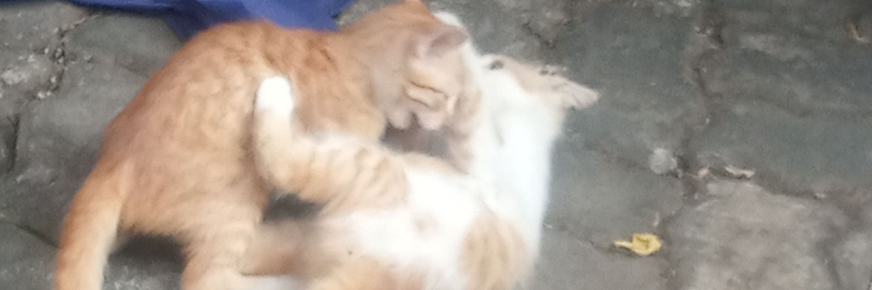 𝐀. Pandu