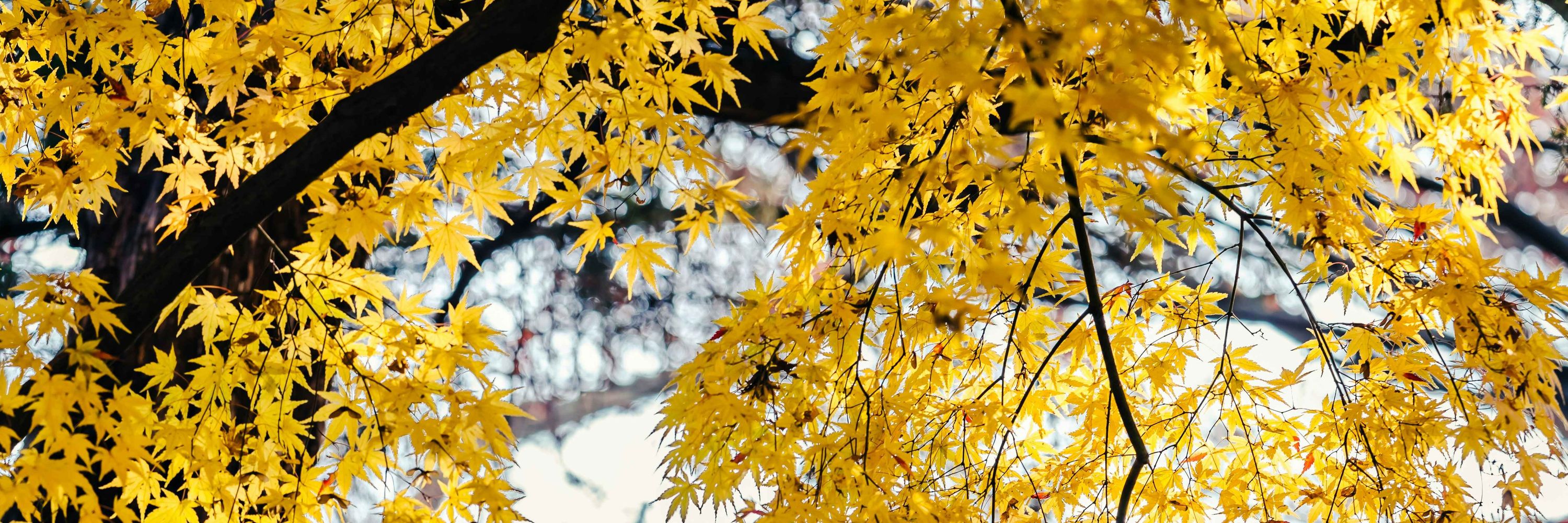 詩奈 🍂