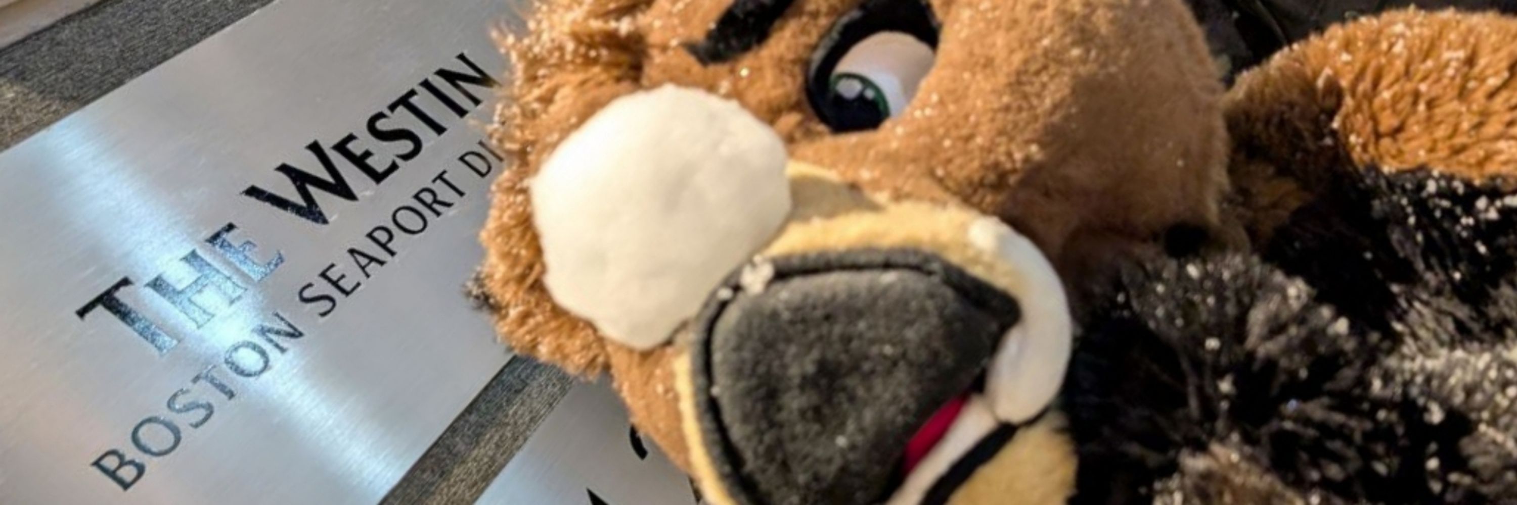 Din Fleetpaw
