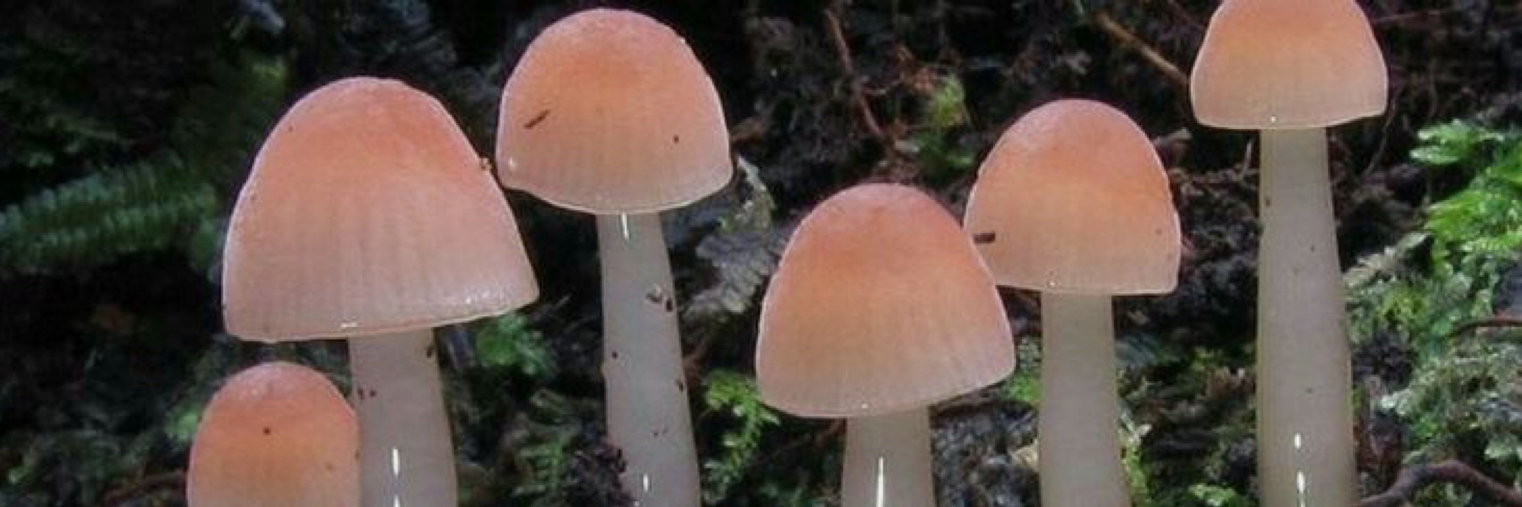 ingridas