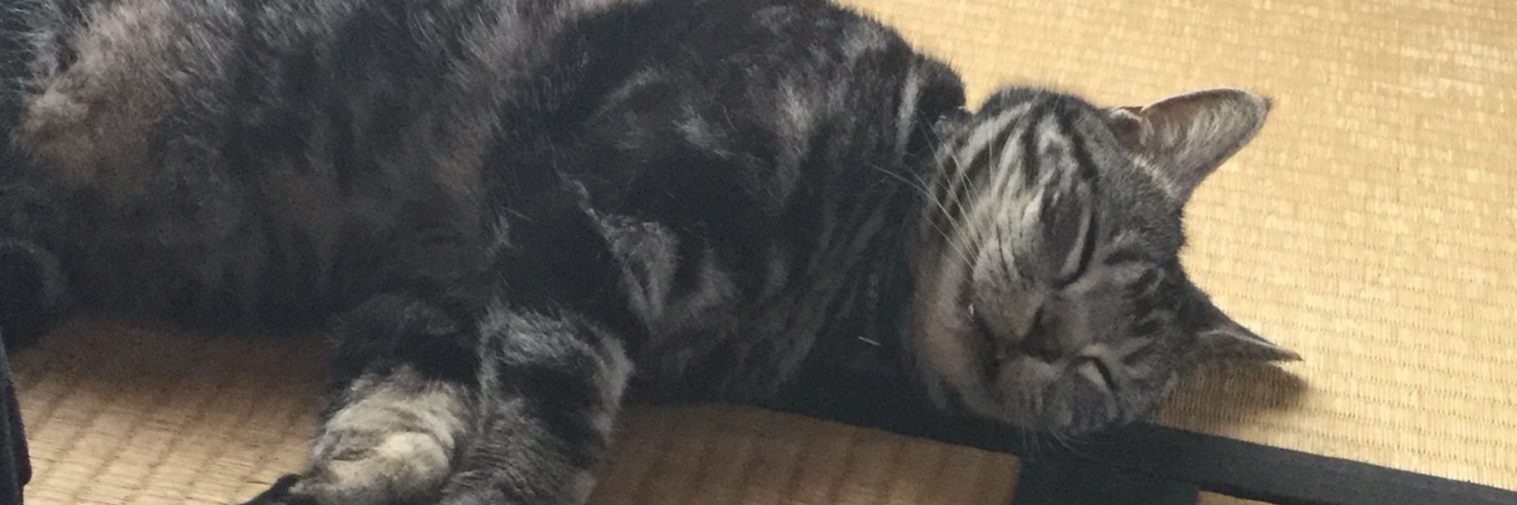 あいなと🐈