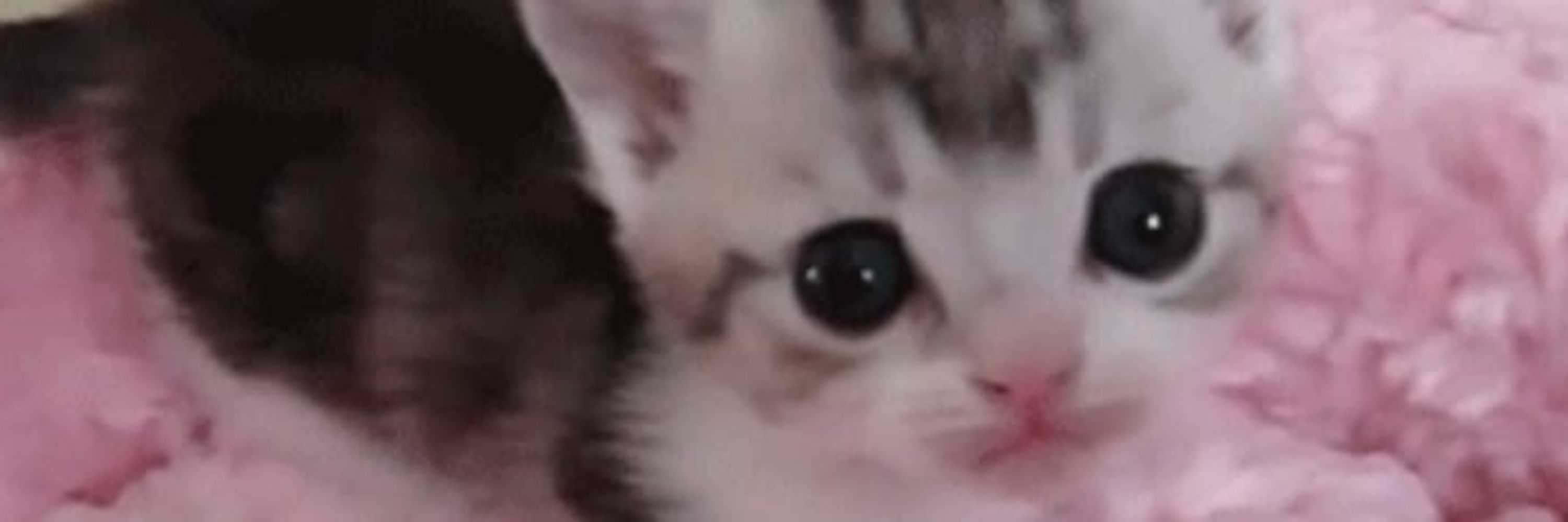 mik