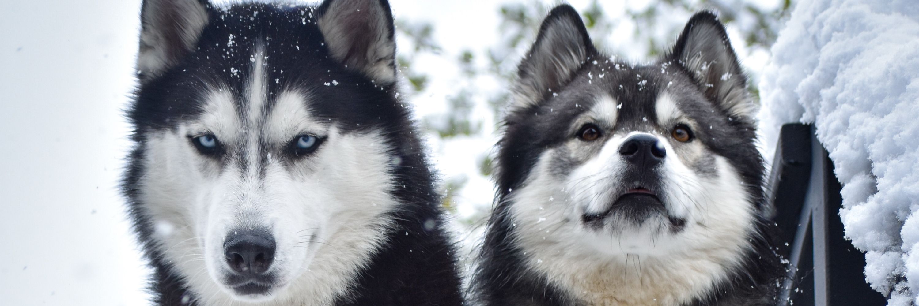 Siberian Derpskies