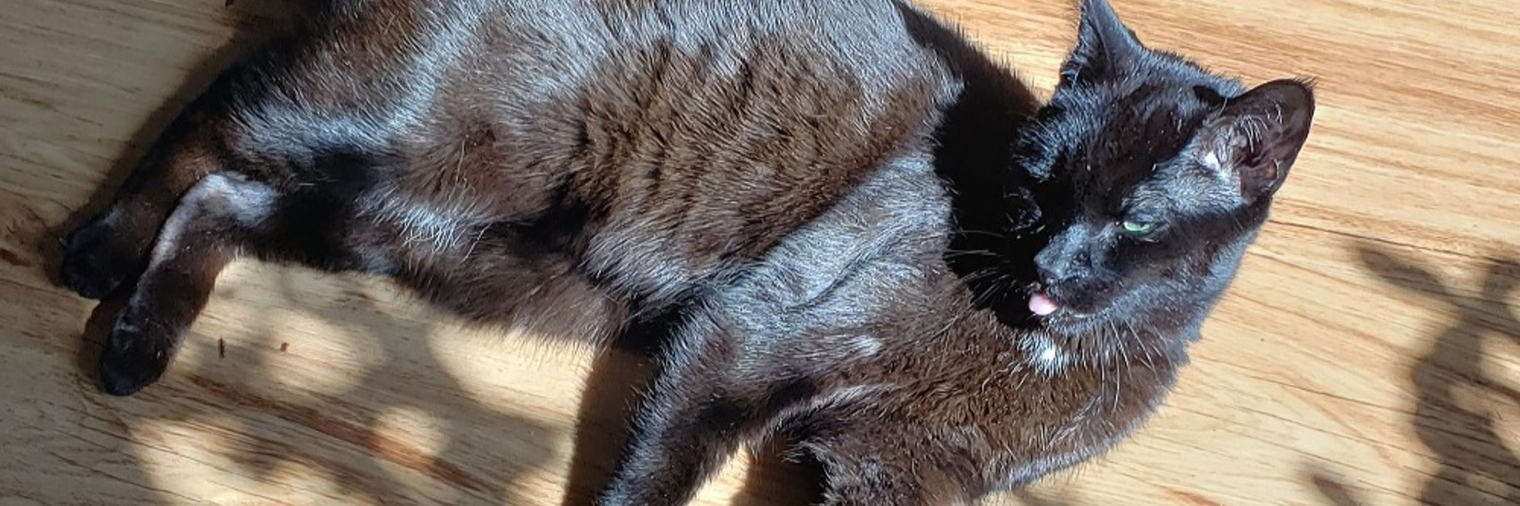 Tem 🐈‍⬛