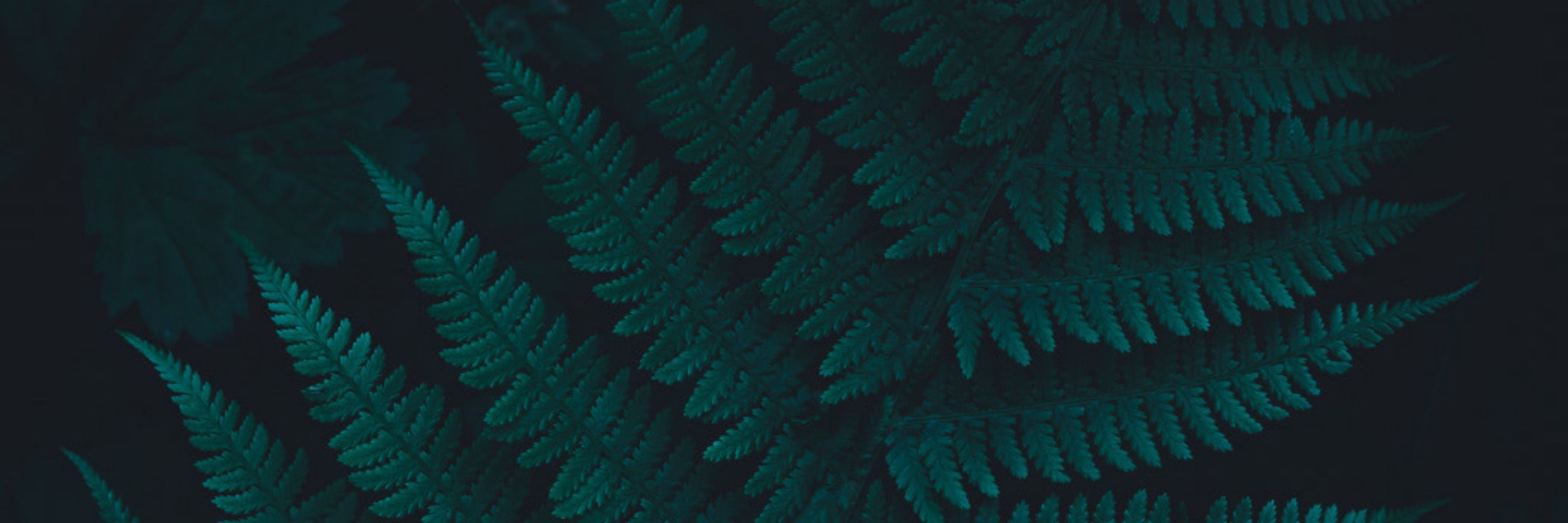 ferny 🌿