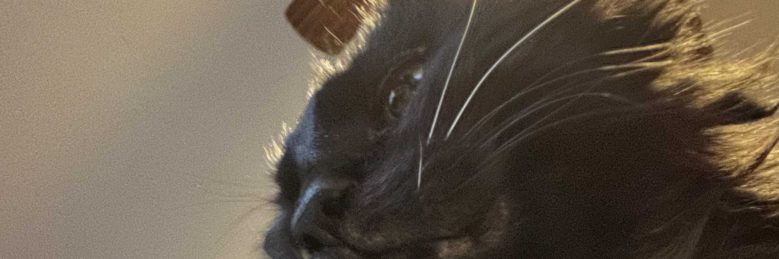 Tonythetiger
