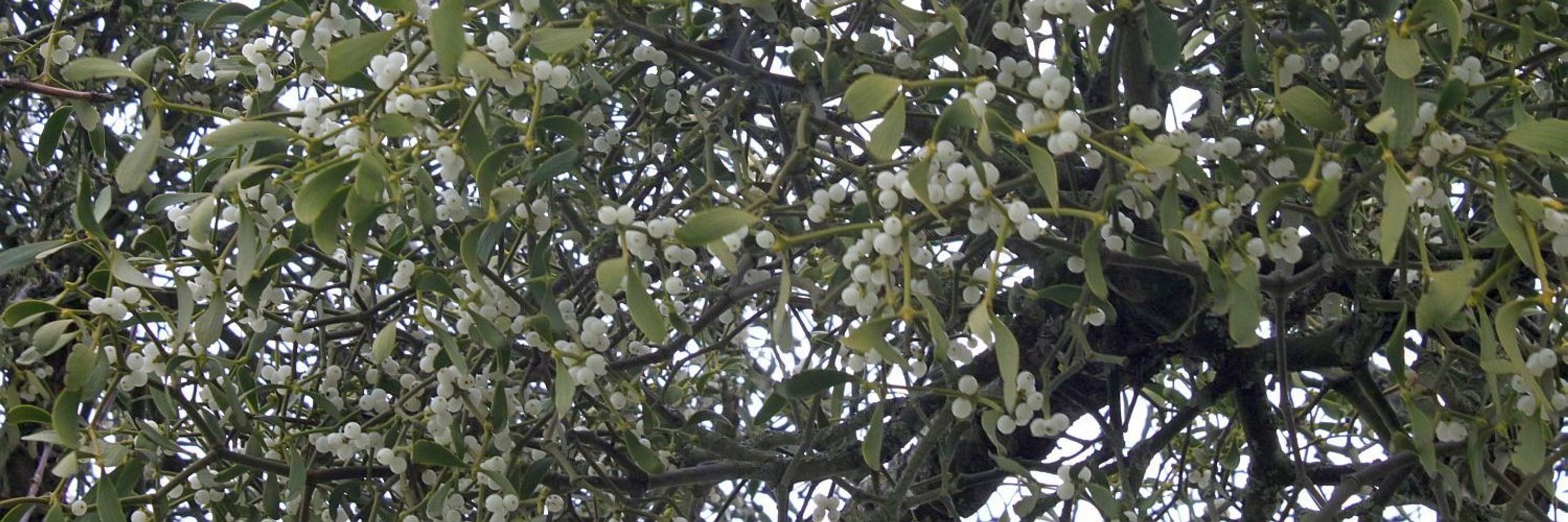 Mistletoe Matters
