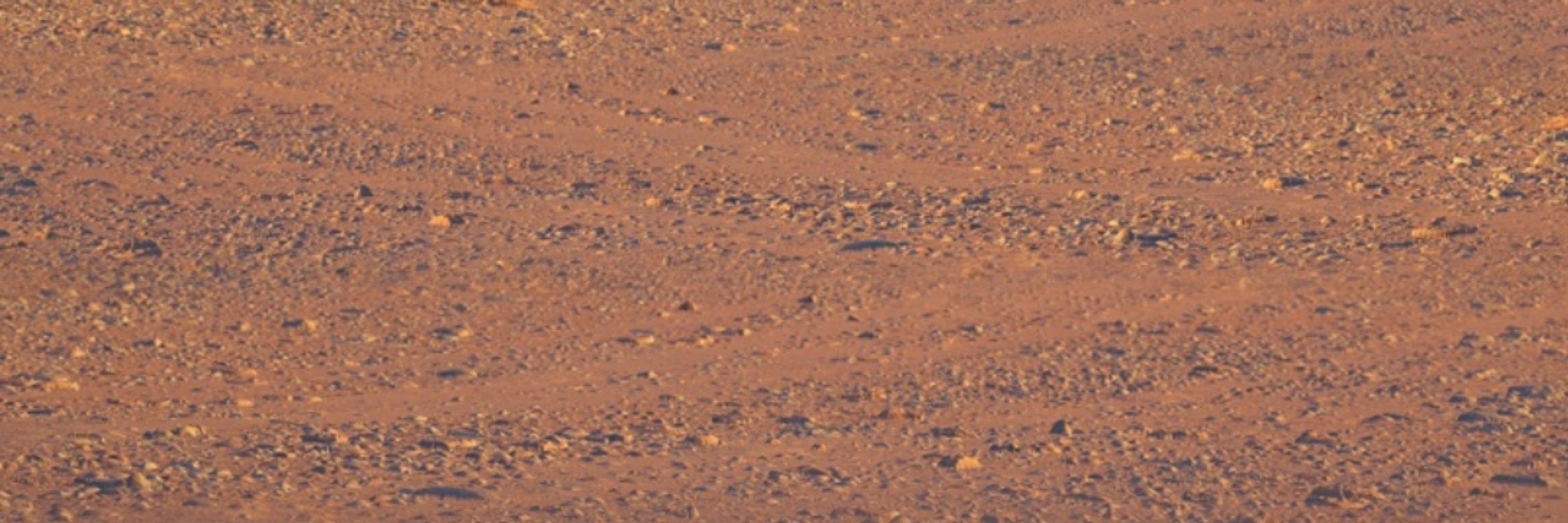 croc
