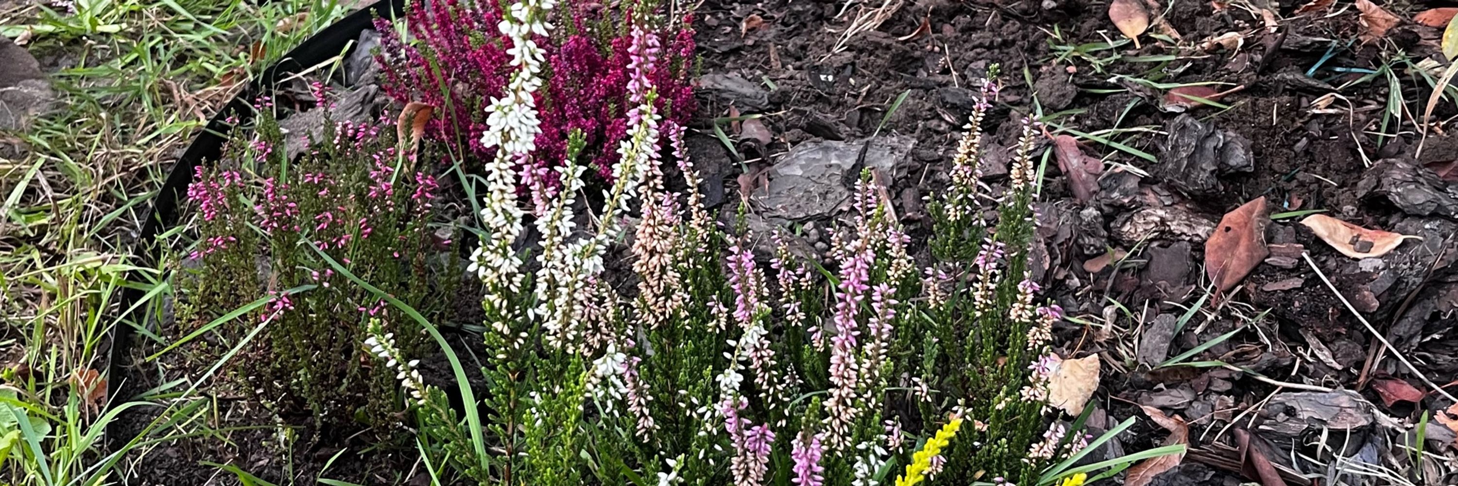 KallistiEris
