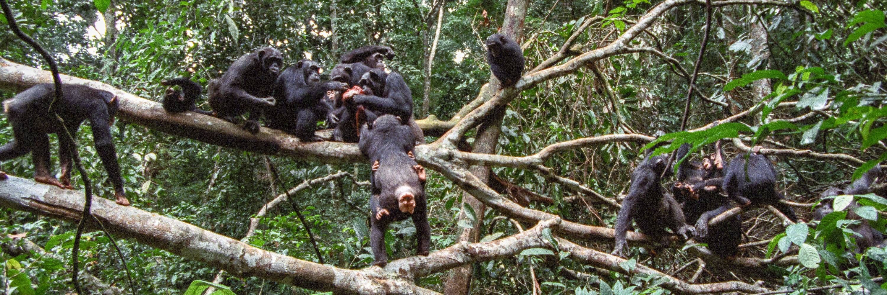 Taï Chimpanzee Project