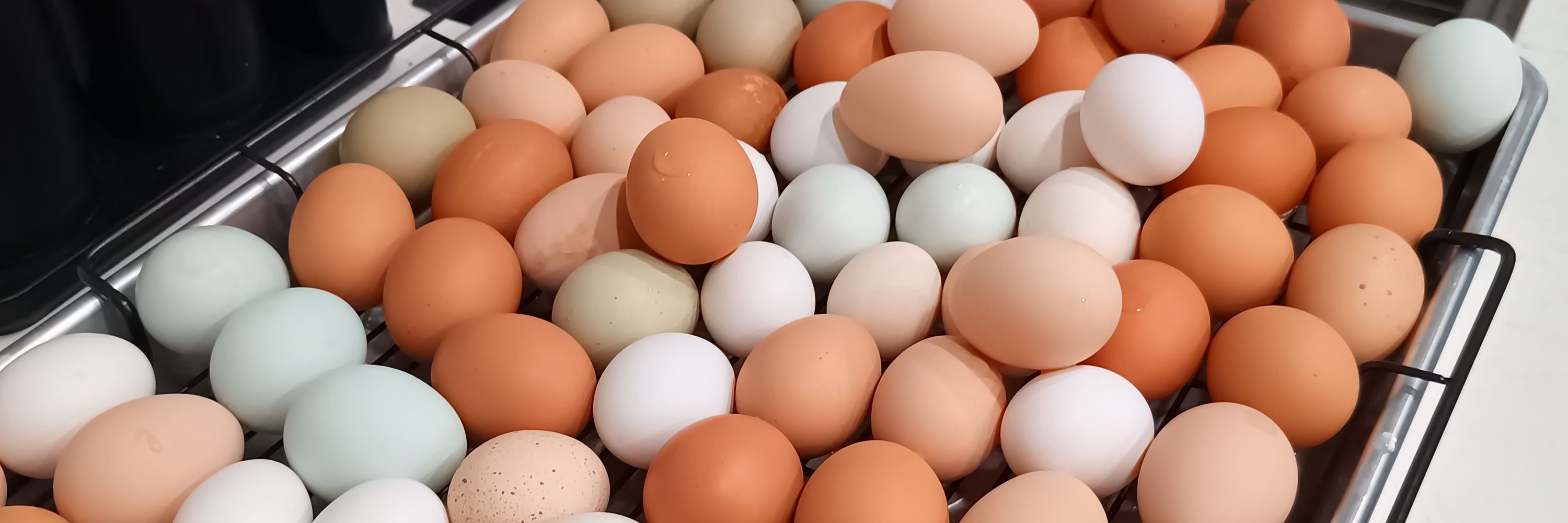 Adam 🍉🐈🐾🥚🐣