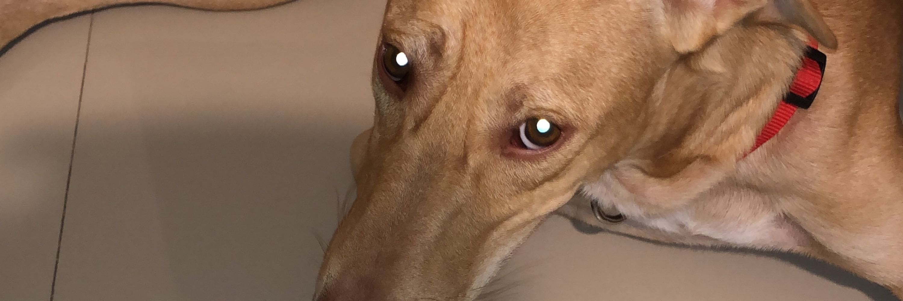 Golara