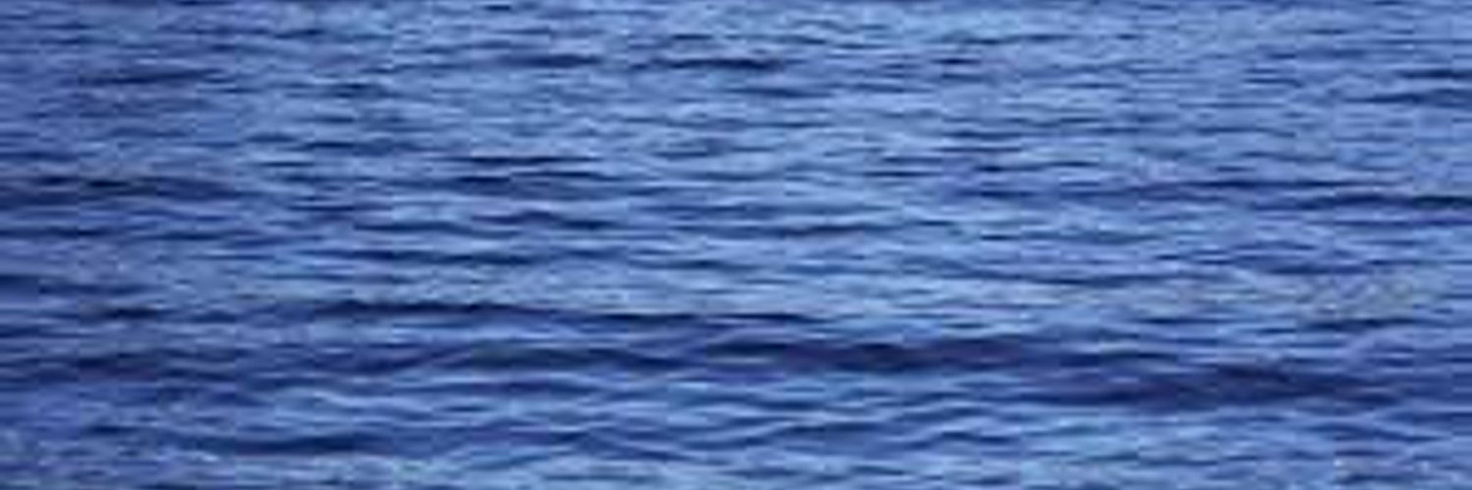 phalarope