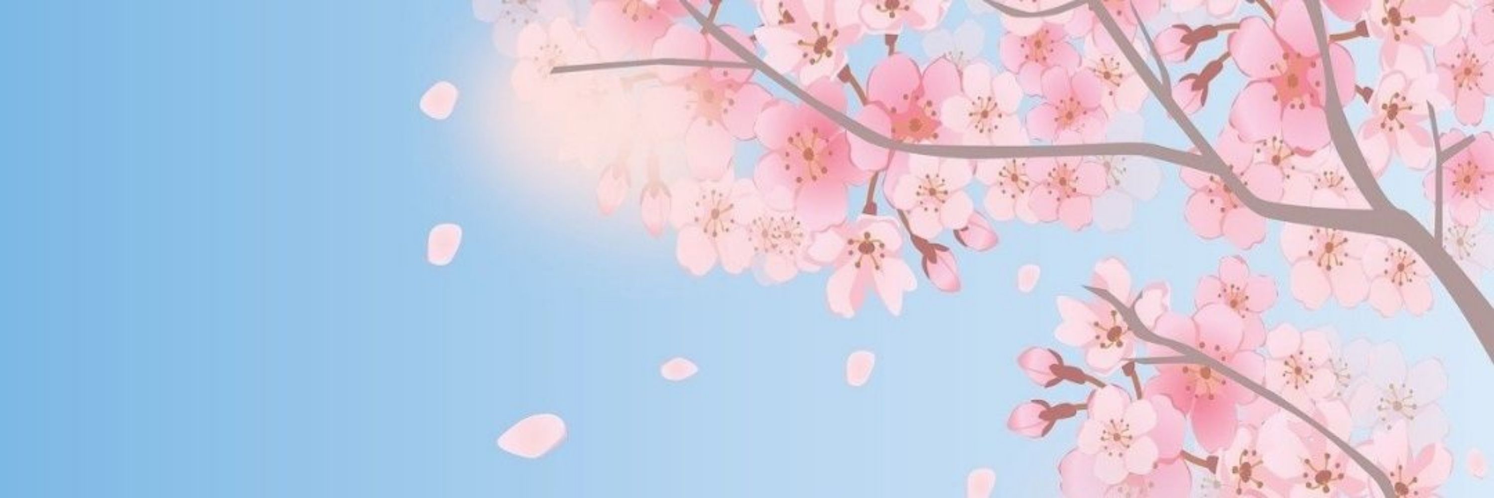 Sakura 🌸