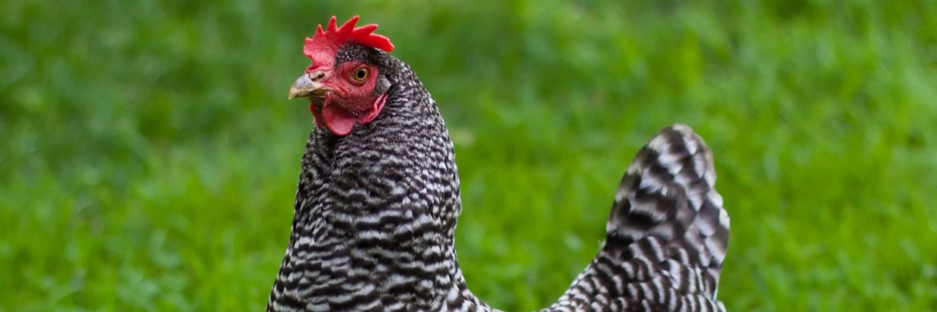 Henrietta Barred