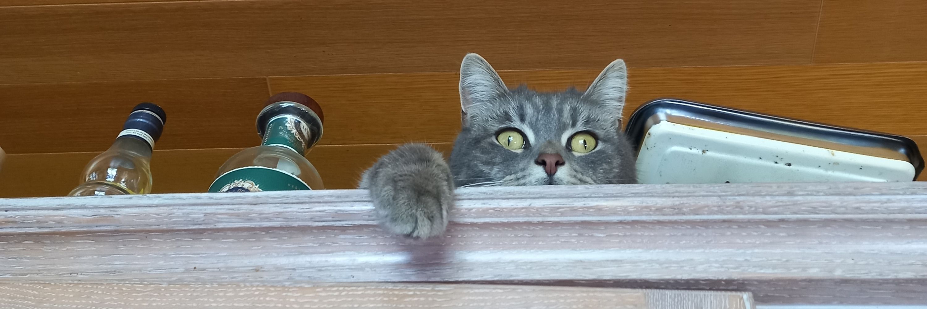 Panic at the bookshelf