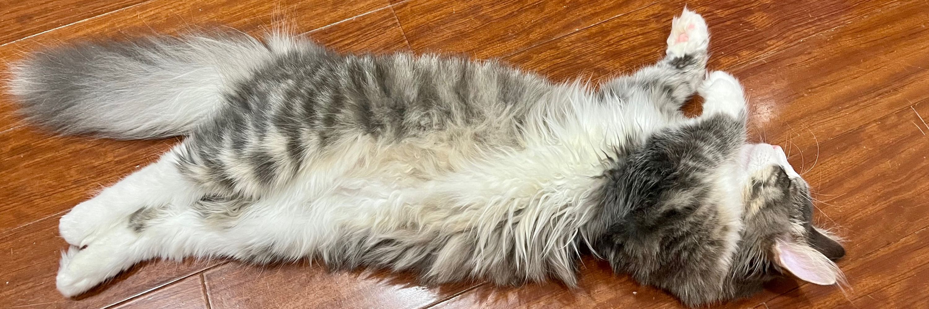 らくねこ㌠