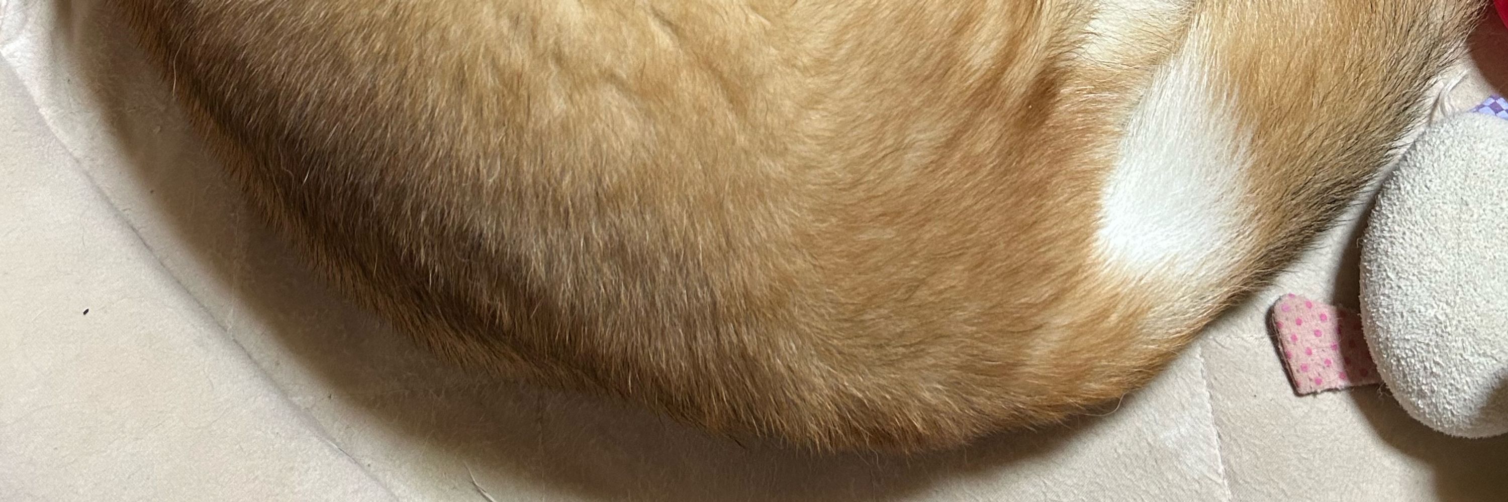 犬飼われ毅
