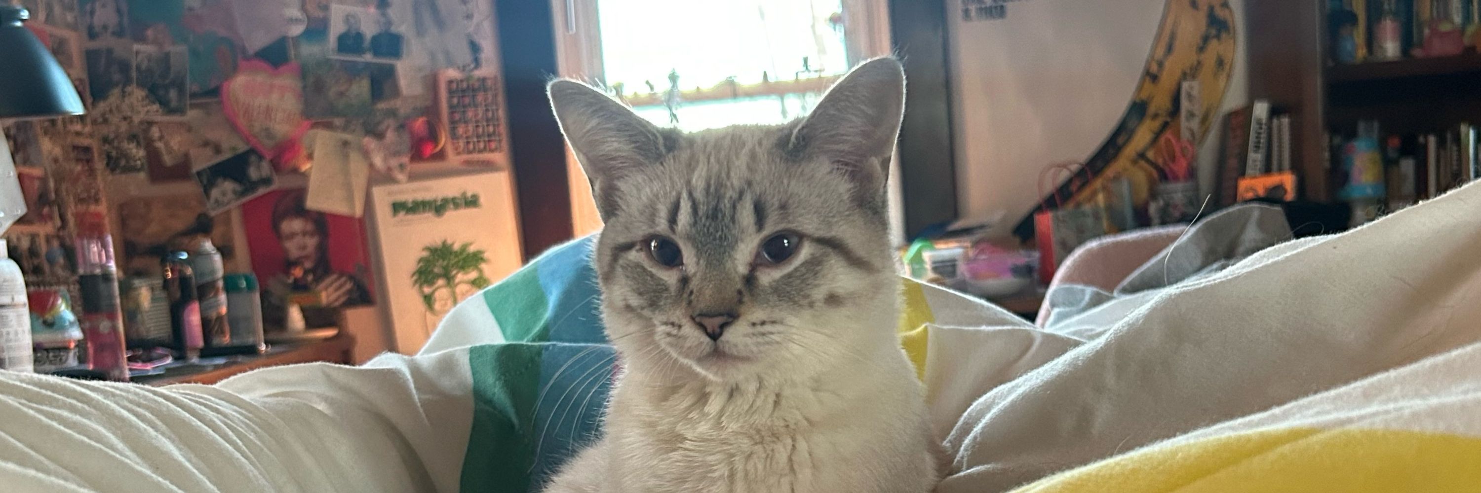 Stella