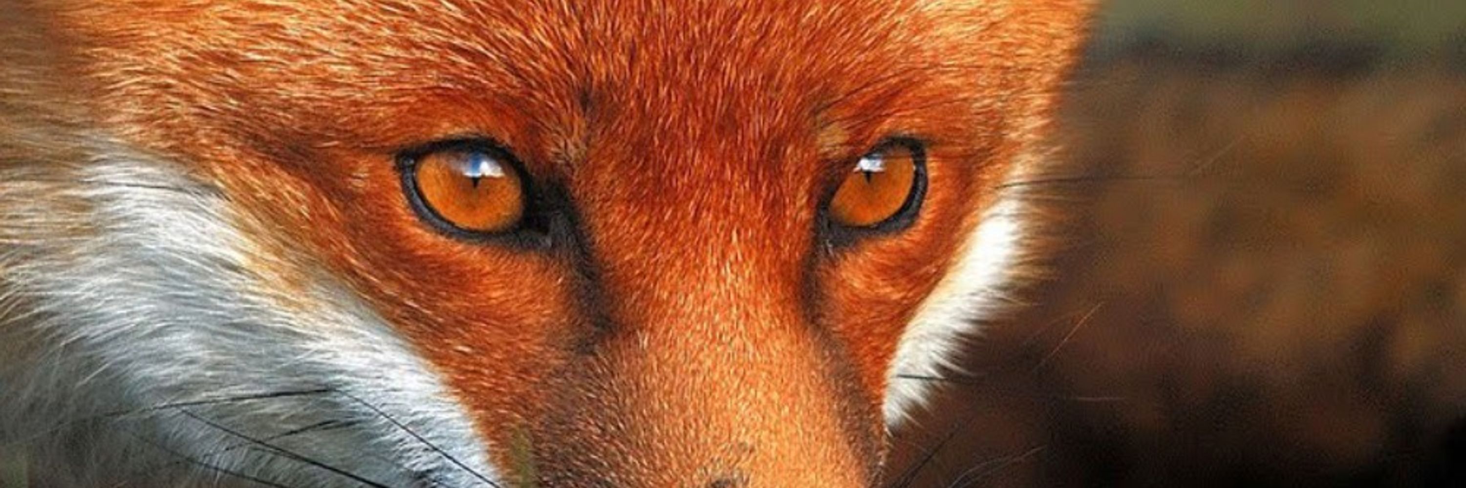Foxy One