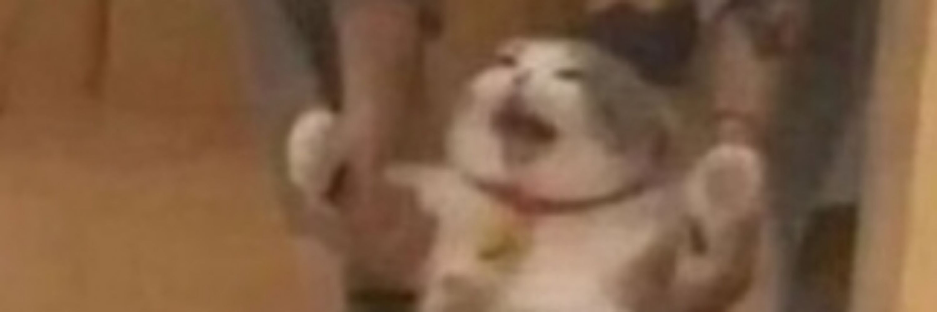 MurrMurr