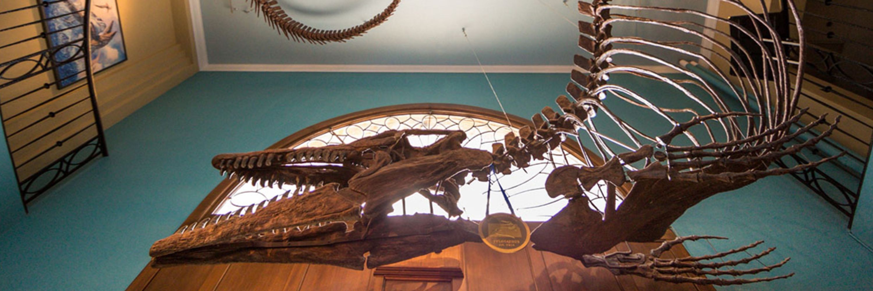 KU Biodiversity Institute and Natural History Museum