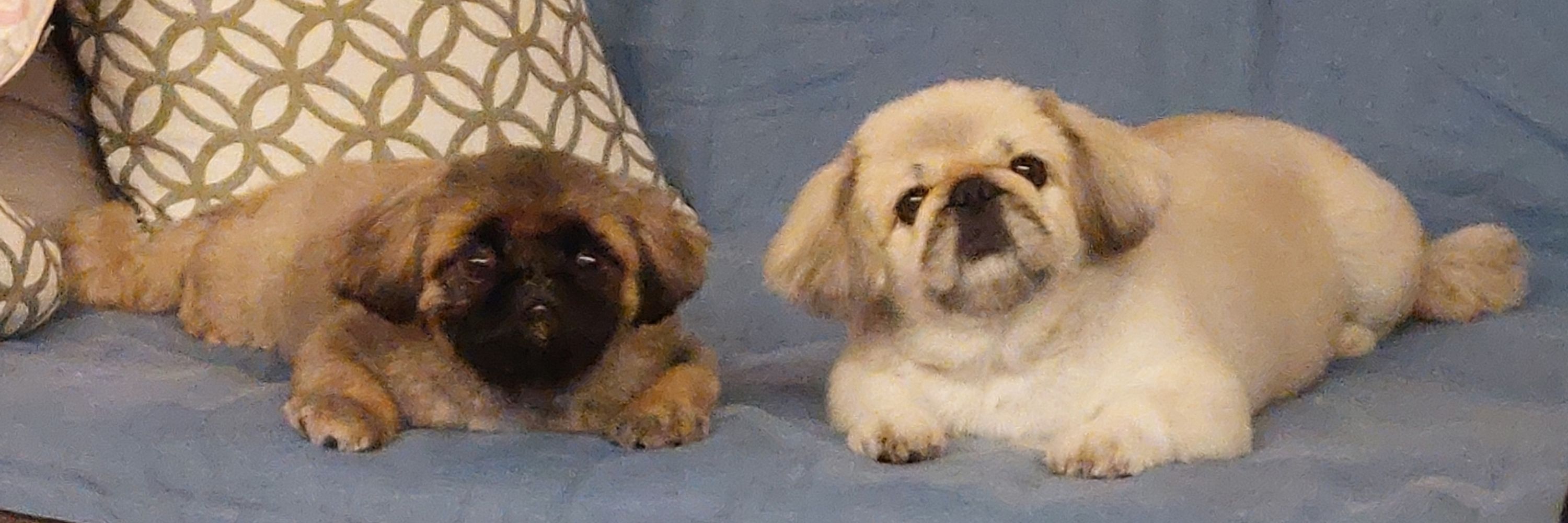 箱の中の子犬