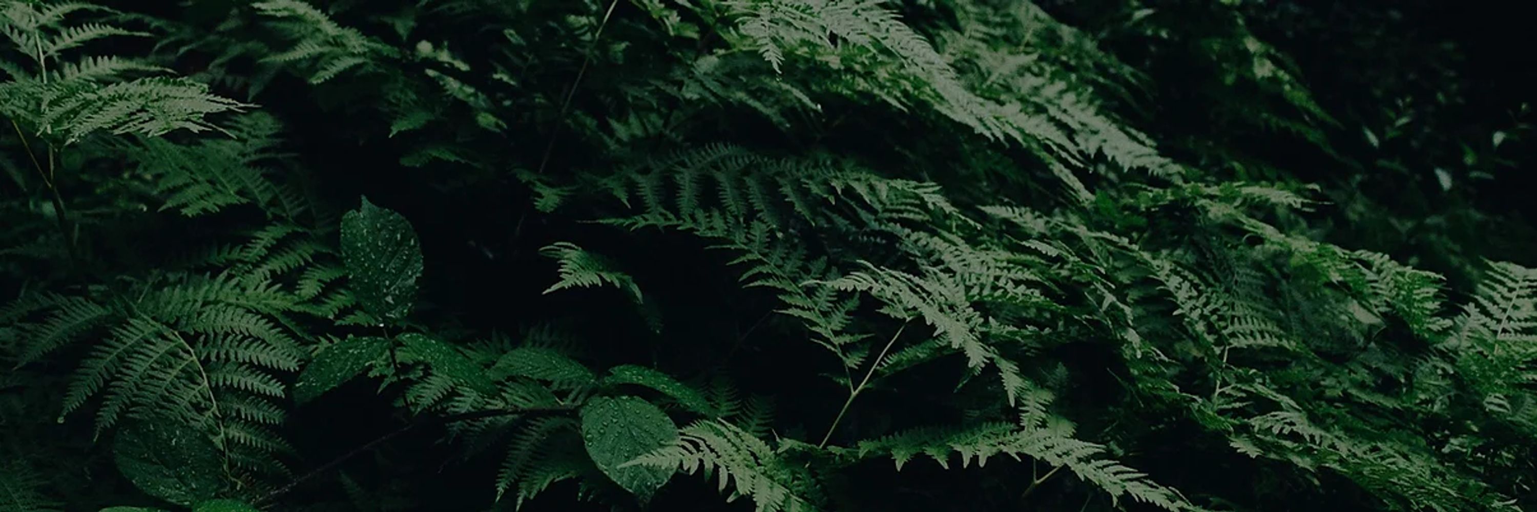 Evergreen Cannabis