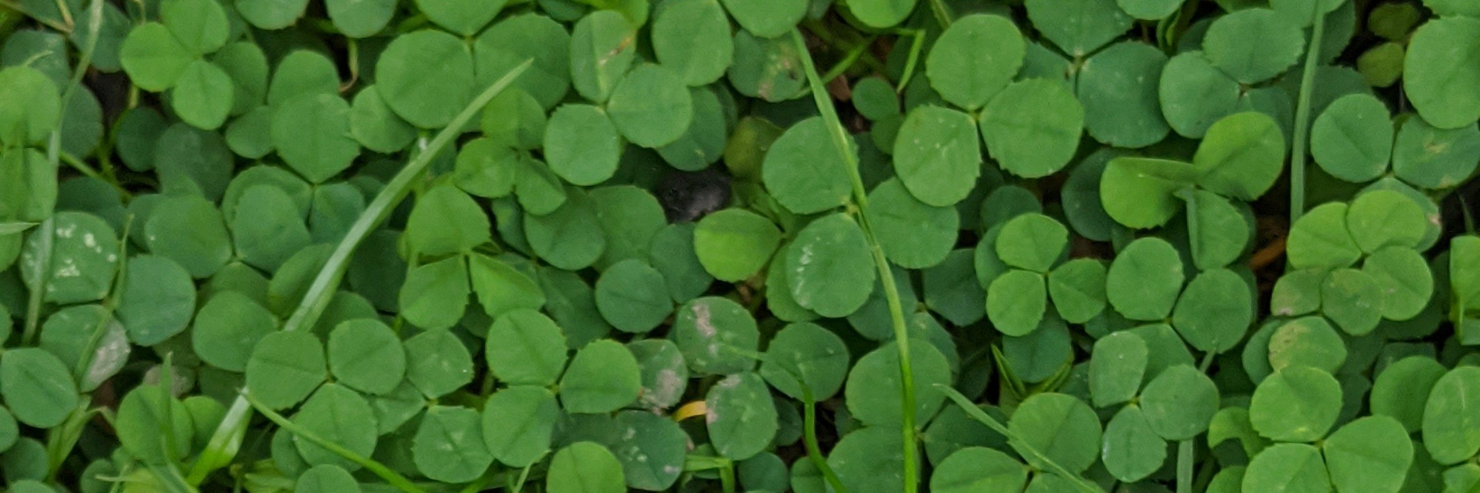 CeltTim