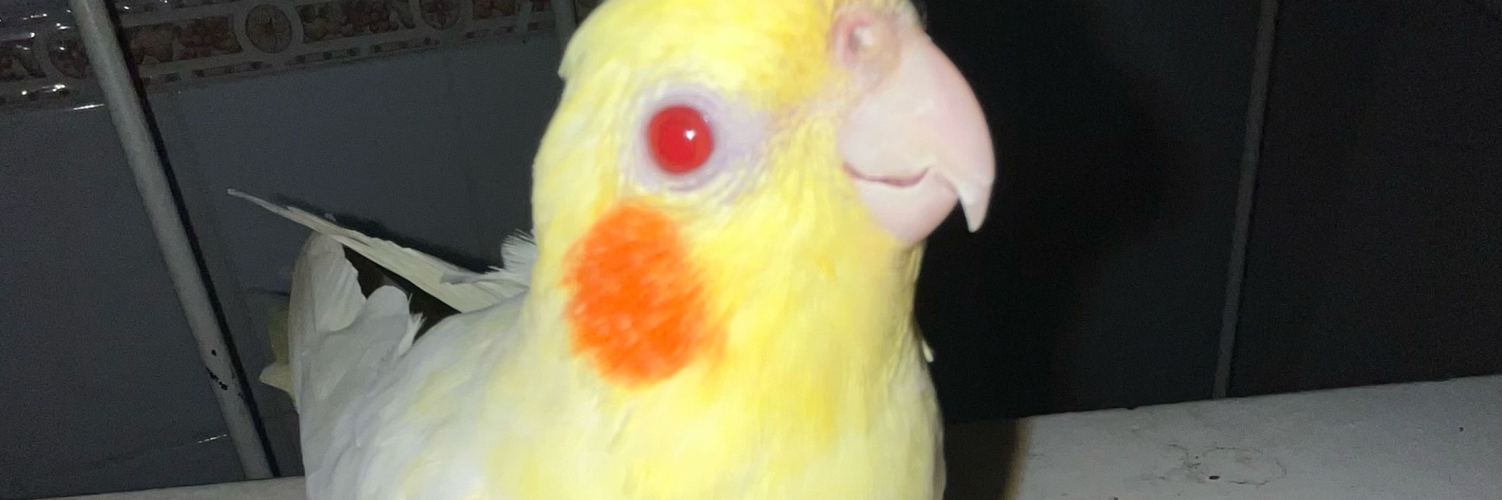 fefezoca