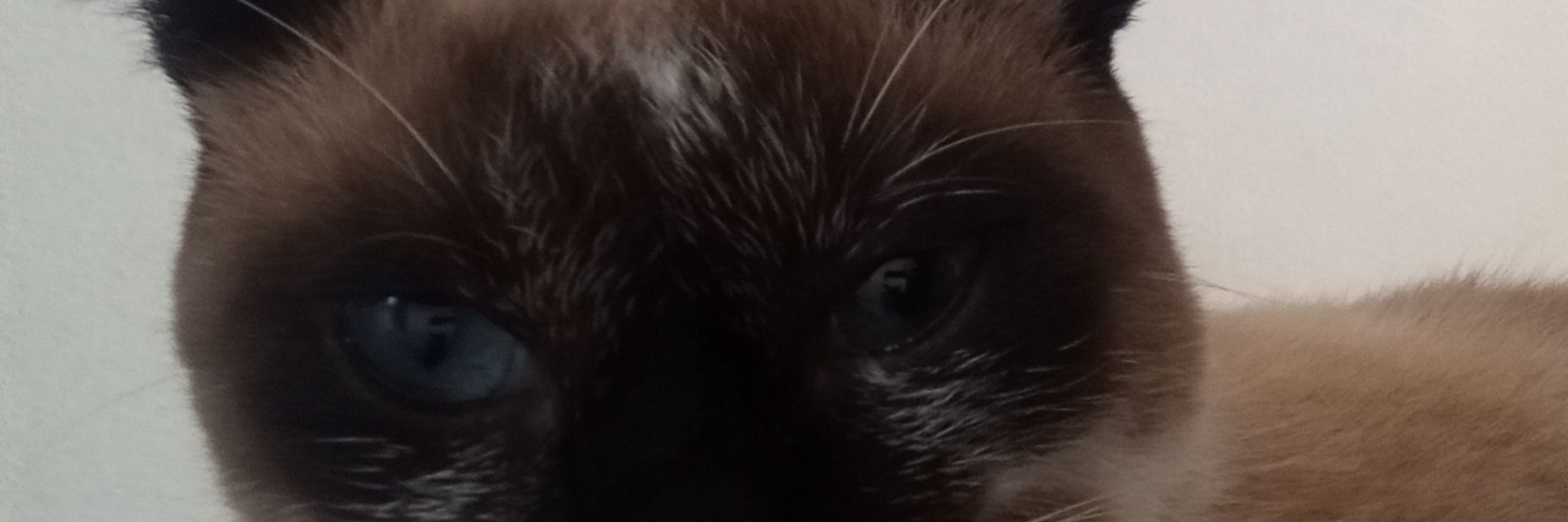 luizao das cachorras