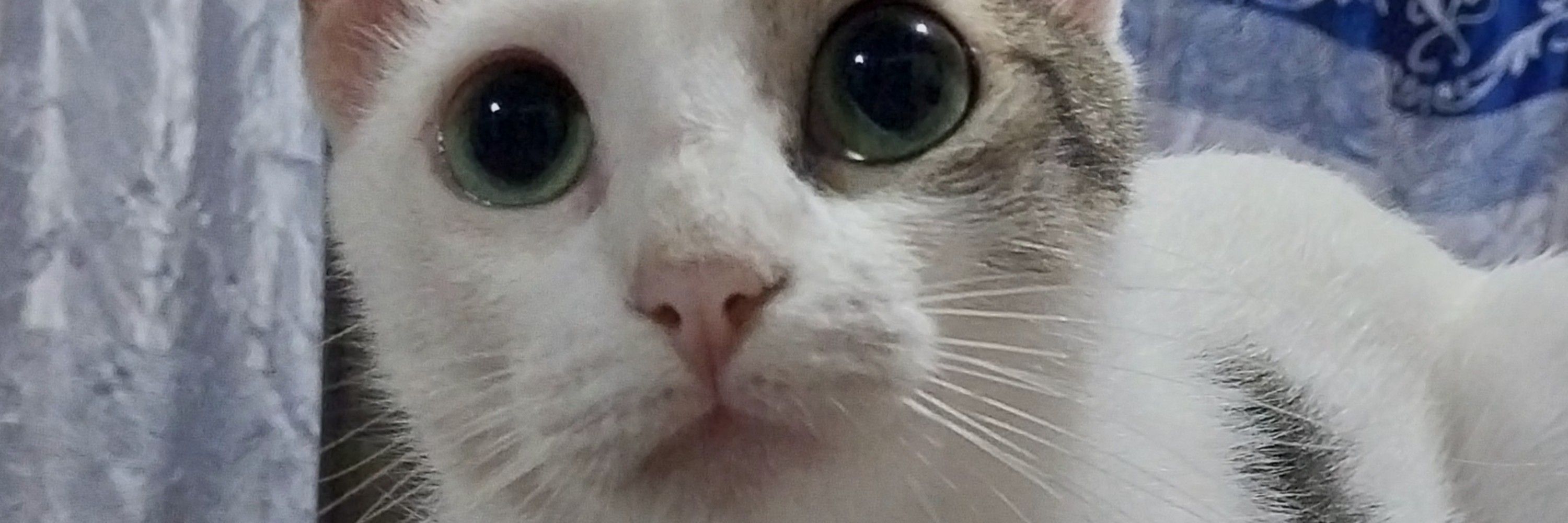 isa