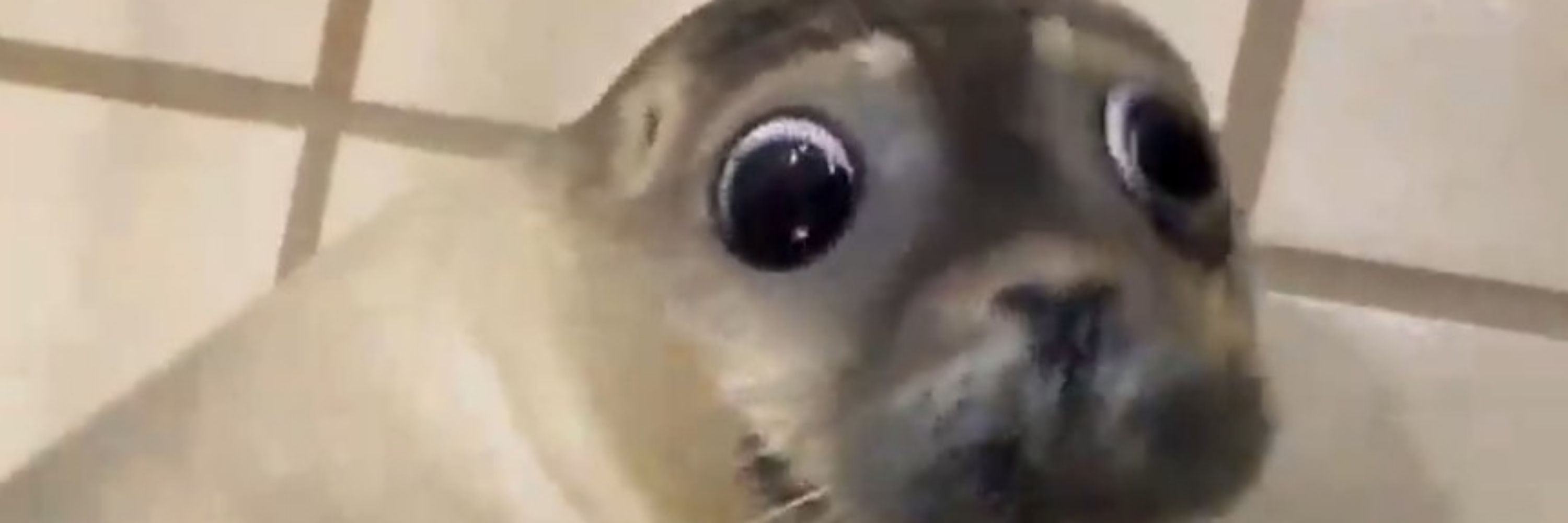 Rel (RobotFucker)