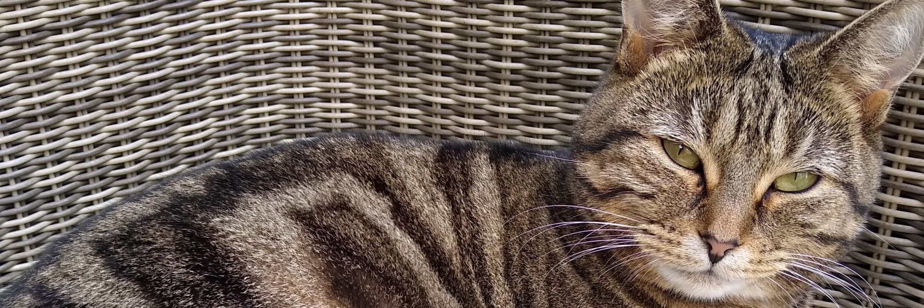 ChloeB