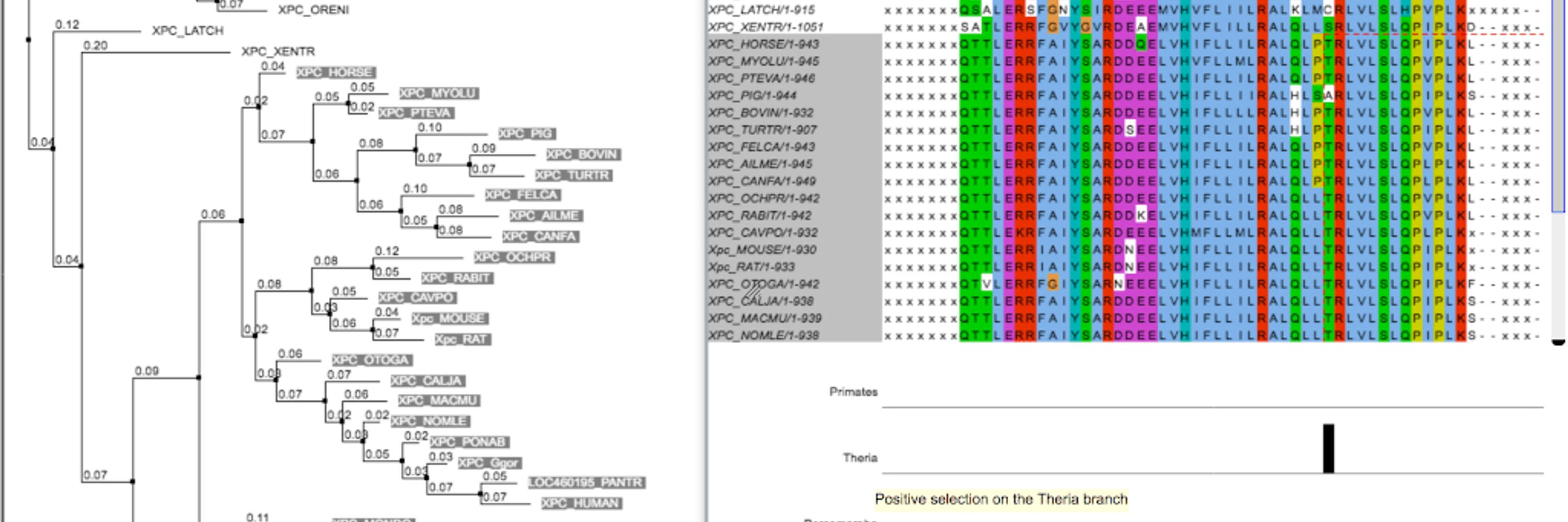 Selectome, a Database of Positive Selection