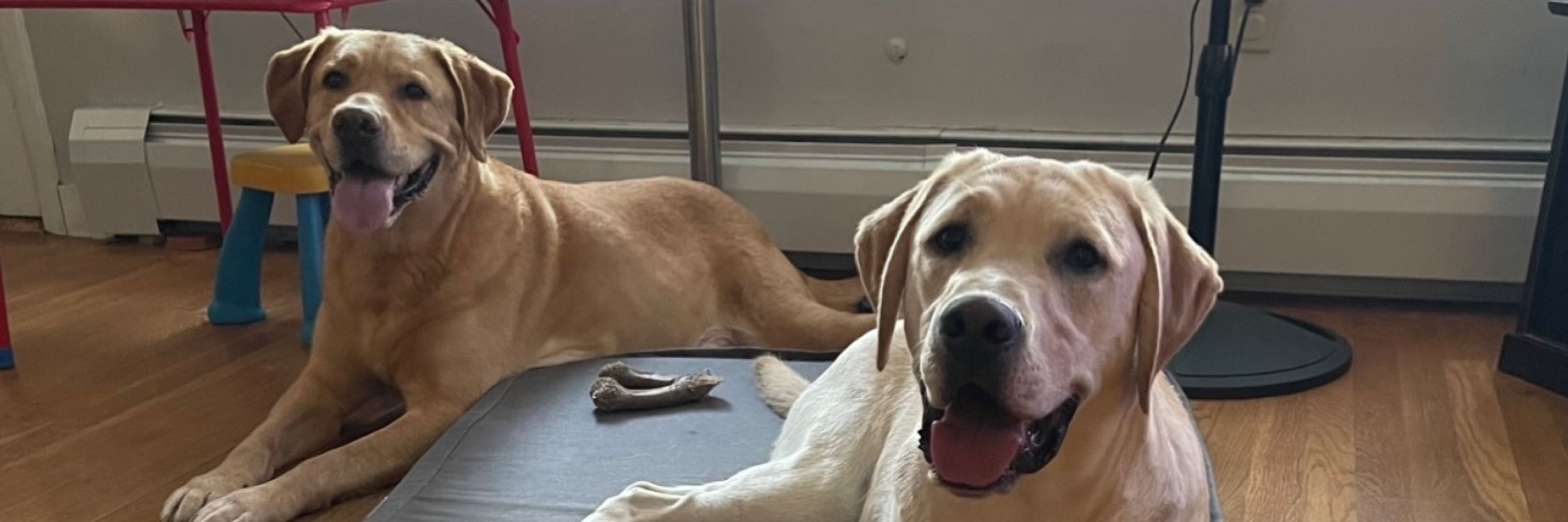 Scooby & Nacho