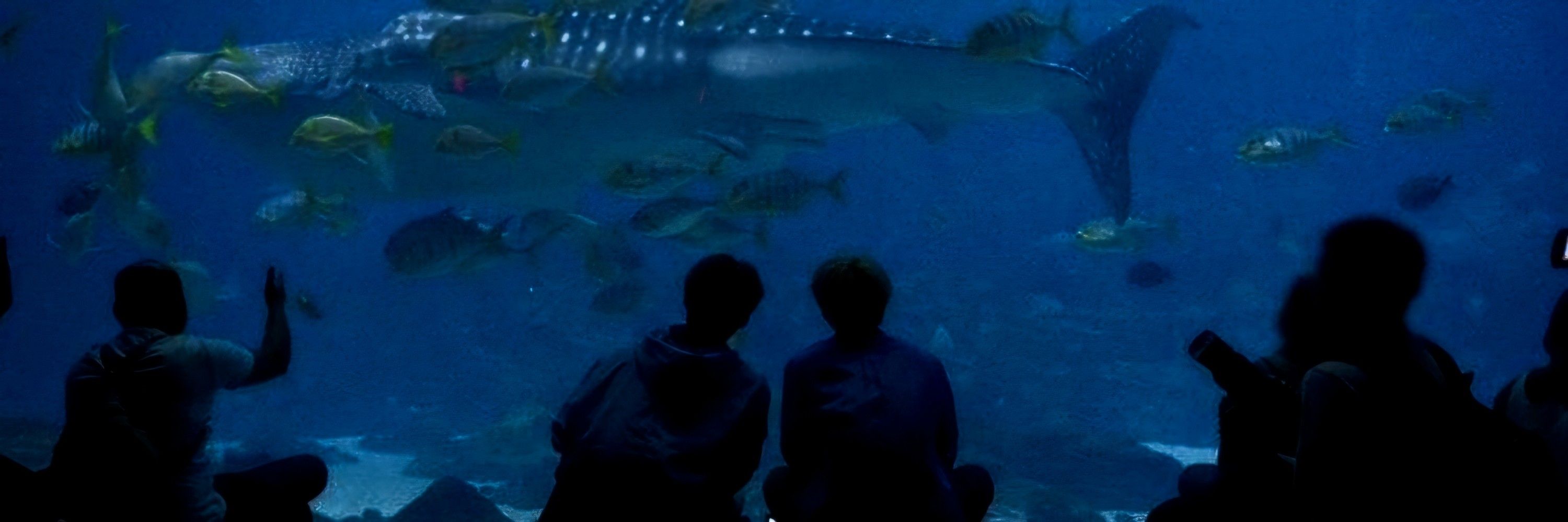 ꜞꜞ 𝘺ō𝘴𝘶𝘬𝘦 🦈